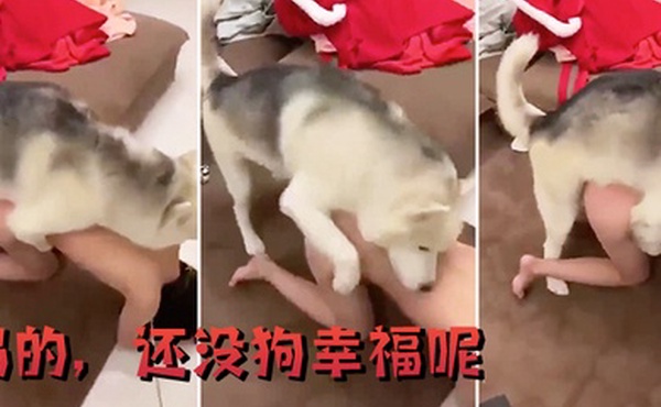 妈的还没狗幸福呢