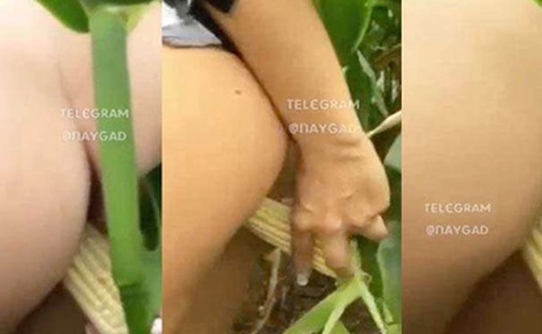 猎奇自慰草了一亩地的玉米解决