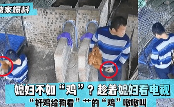 独家爆料媳妇不如鸡趁着媳妇看电视奸鸡给狗看艹的鸡嗷嗷叫