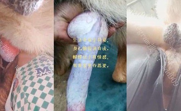 喜欢人狗双棒夹击的老婆老公喜欢和狗3p老婆