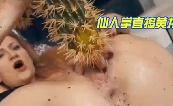 仙人掌直捣黄龙