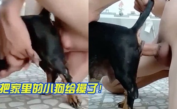 把家里小狗操了