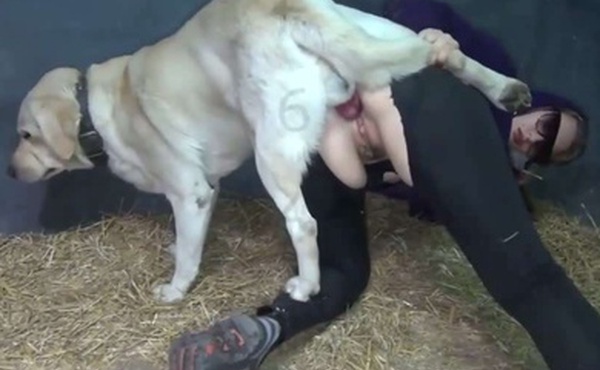 女人和猪pig狗dog