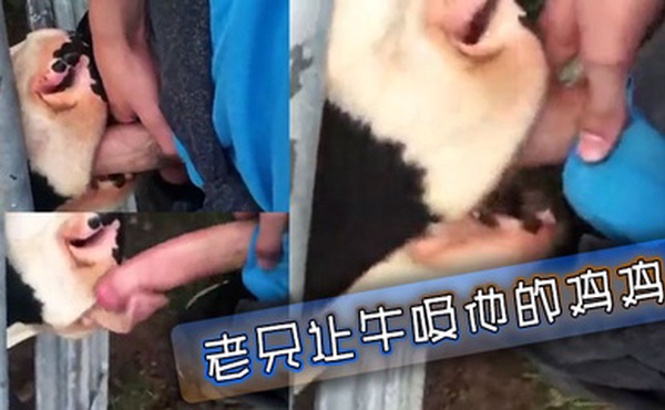 老兄让牛吸他的鸡鸡