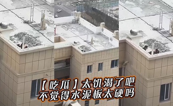 【吃瓜】太饥渴了吧，不觉得水泥板太硬吗